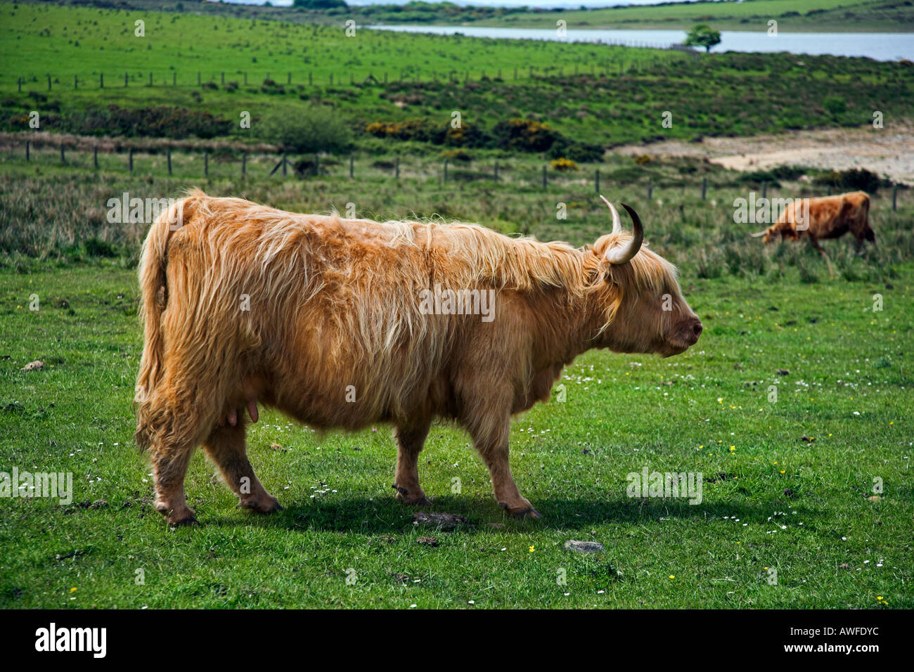 Près de Highland cattle Colliford Lake sur la lande de Bodmin Cornwall Banque D'Images