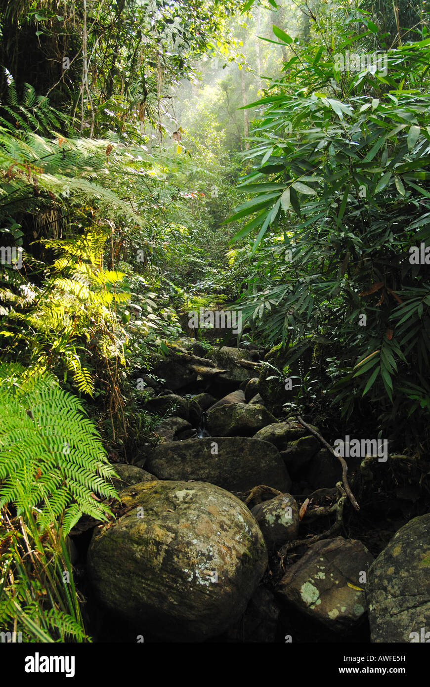 Un ruisseau de montagne dans la forêt tropicale du Parc National de Sinharaja, Sri Lanka Banque D'Images