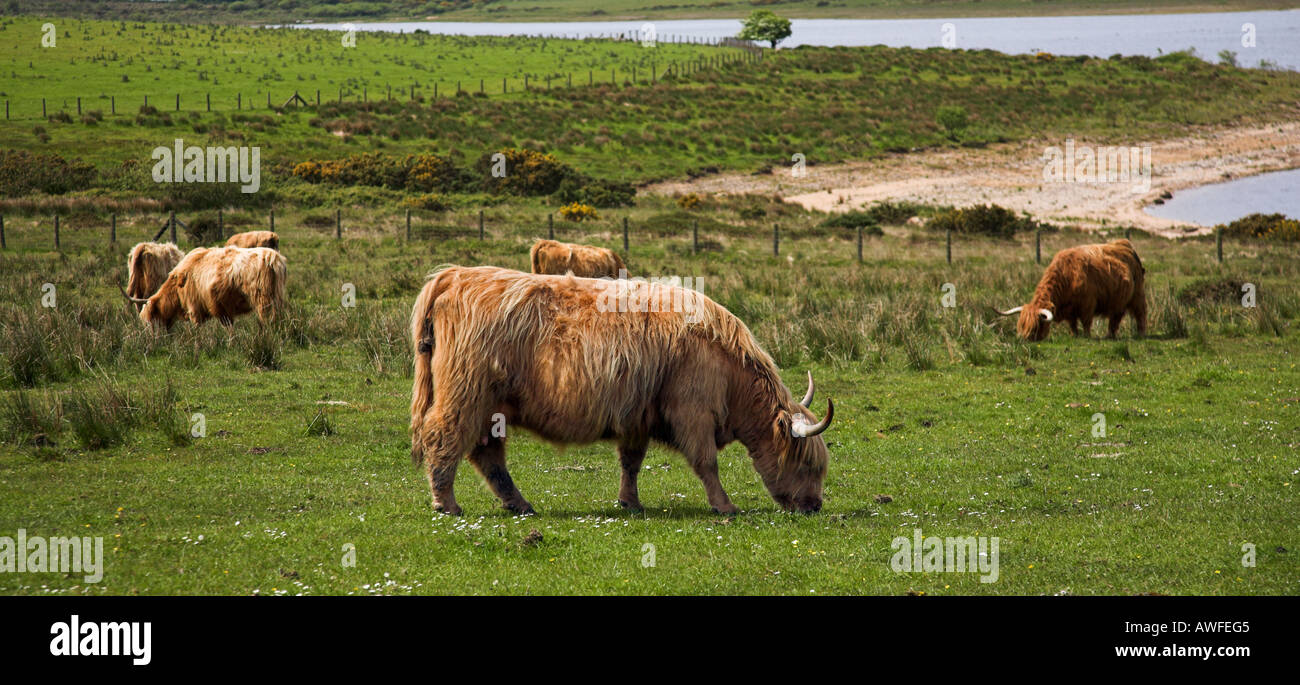 Près de Highland cattle Colliford Lake sur la lande de Bodmin Cornwall Banque D'Images