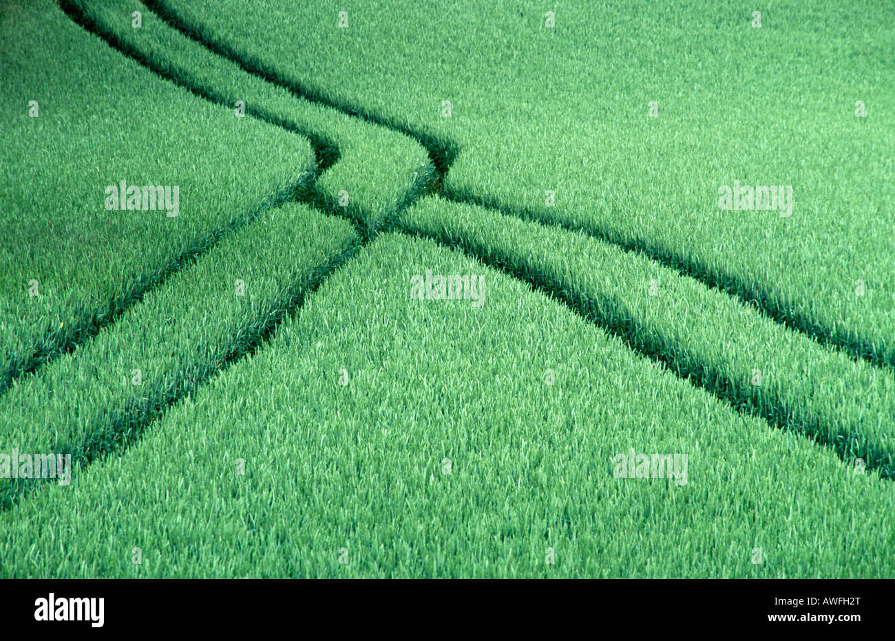 Les chenilles de la machine agricole de fusionner dans un champ de grain vert Banque D'Images
