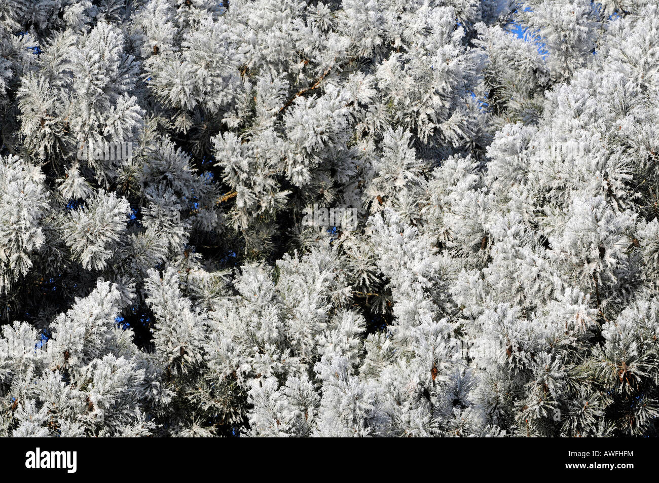 Pinus strobus avec de la gelée blanche le matin Banque D'Images