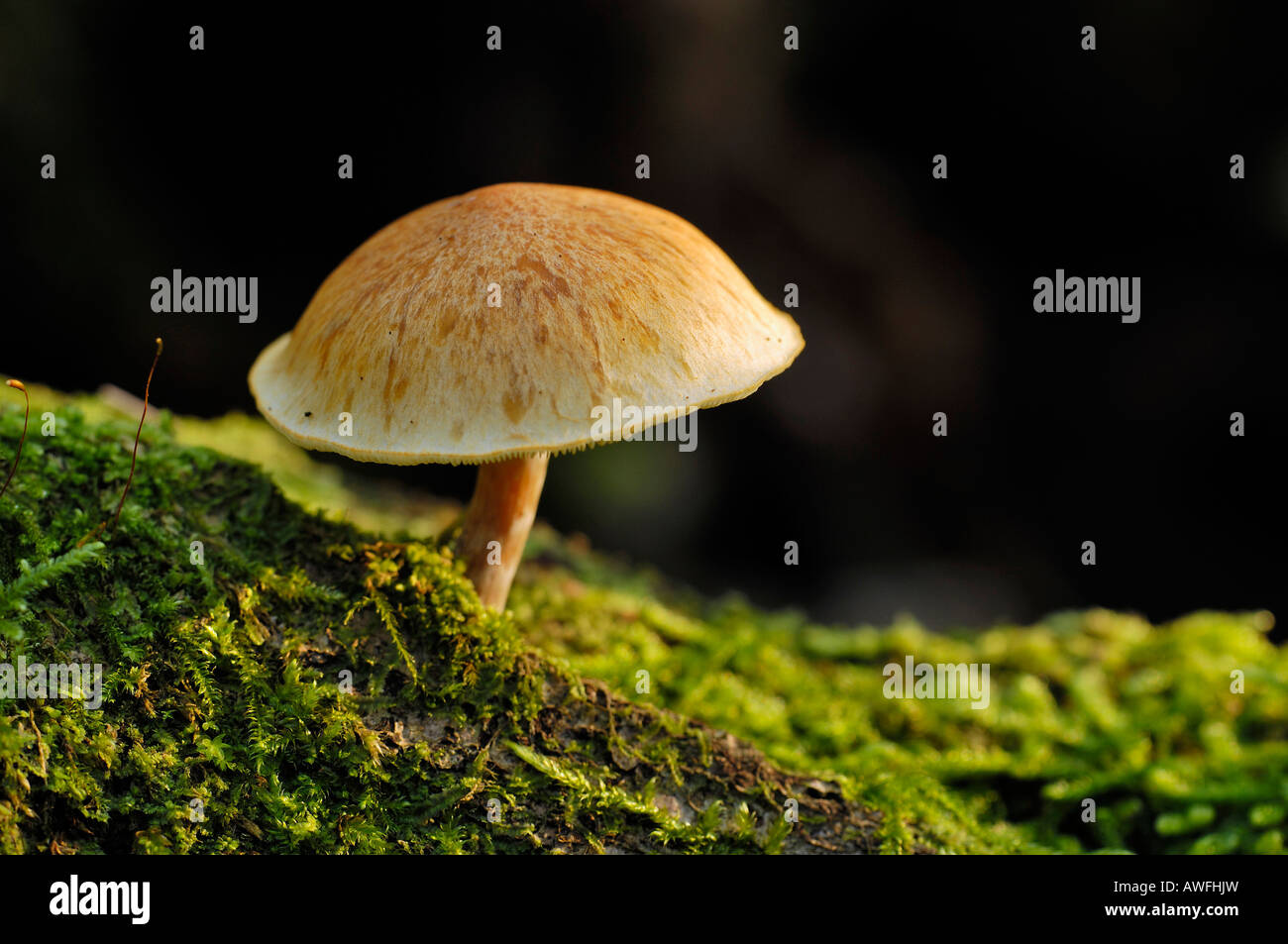 De la famille des champignons, penetrans Banque D'Images