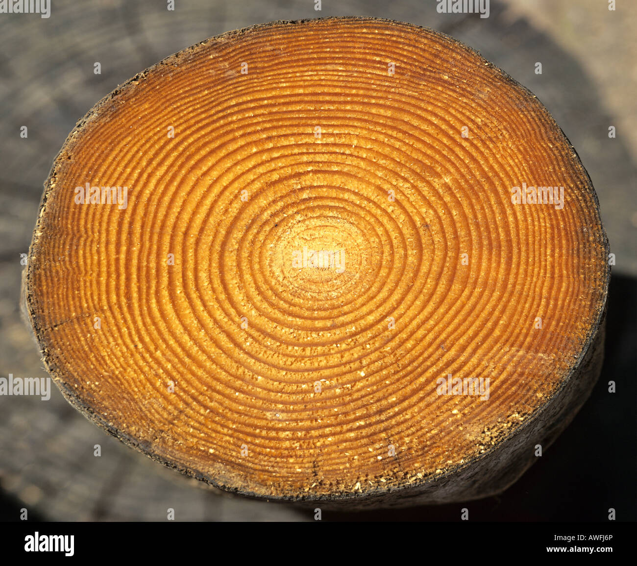 Tronc d'arbre en coupe : les anneaux de croissance des arbres Banque D'Images