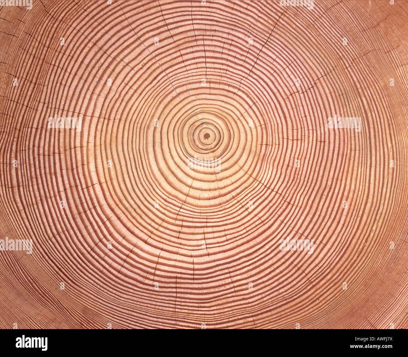 Mélèze (Larix) tronc d'arbre en coupe : les anneaux de croissance des arbres Banque D'Images