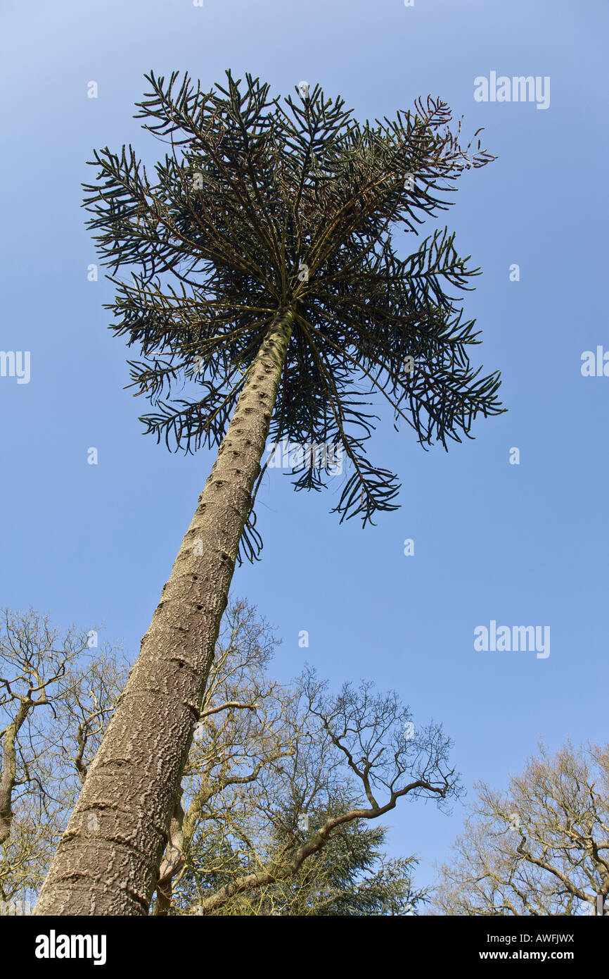 Un arbre monkey puzzle (Araucaria araucana) dans Bradgate Park, Leicestershire, Angleterre. Banque D'Images