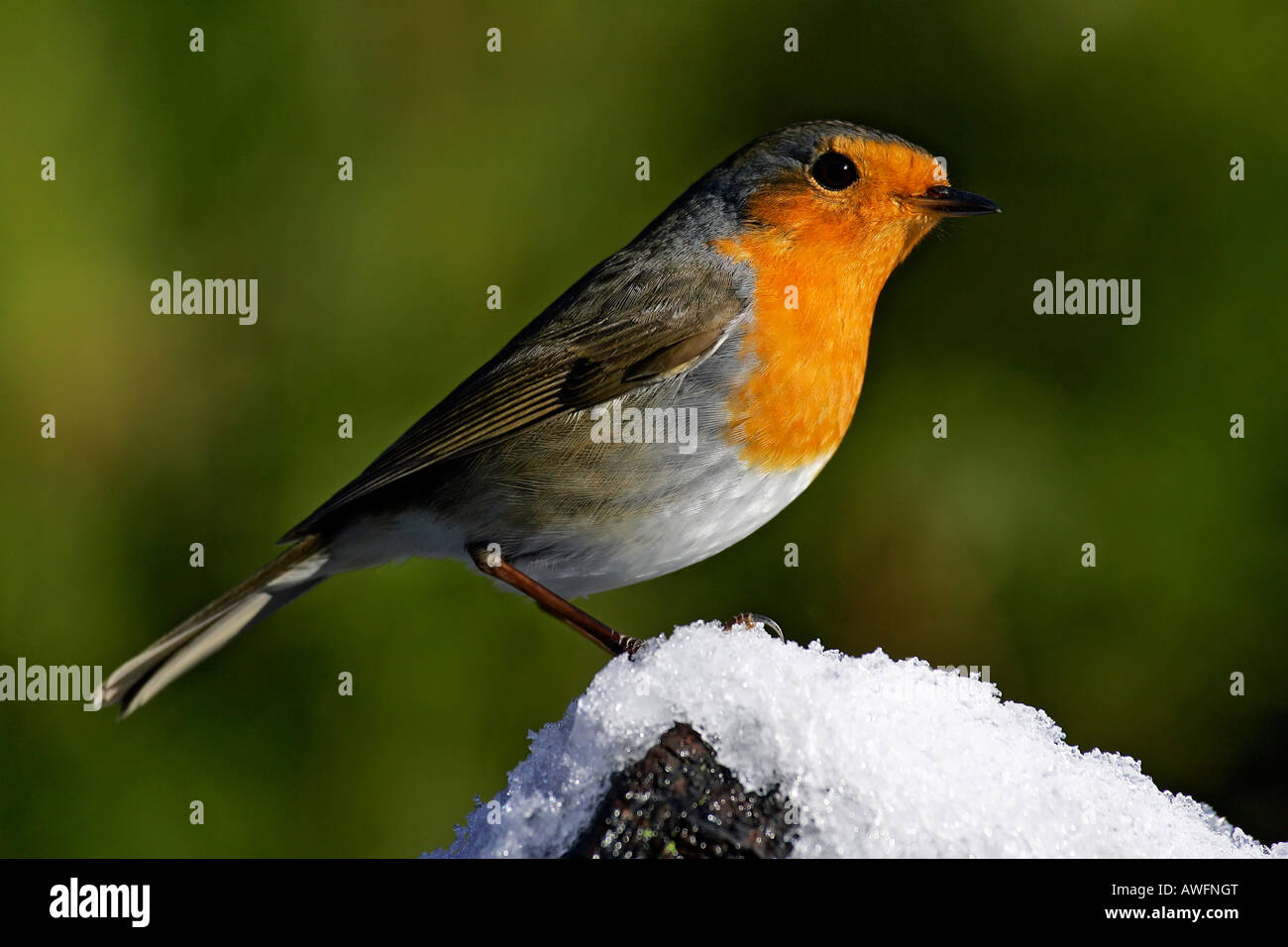 Robin dans la neige - european robin redbreast -- (Erithacus rubecula aux abords) Banque D'Images Robin dans la neige - european robin redbreast -- (Erithacus rubecula aux abords) Banque D'Images