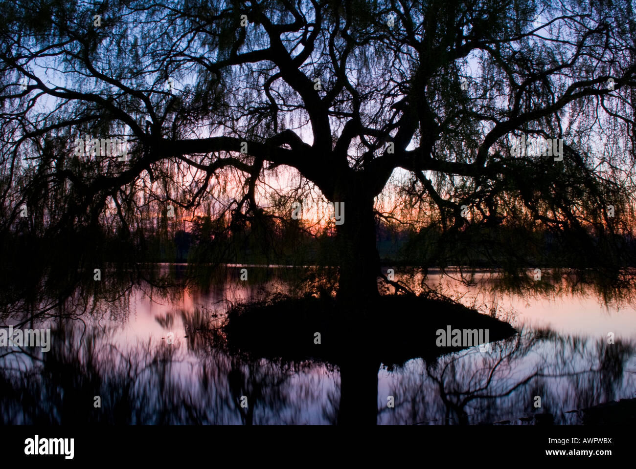 Coucher de soleil vu à travers la silhouette du saule pleureur, Salix Chrysocoma, Salix vitellina pendula, sur la petite île dans le lac, paysage Banque D'Images