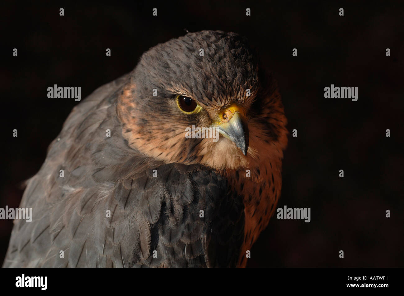 Merlin en captivité. d'oiseau de proie(Falco columbarius) Banque D'Images