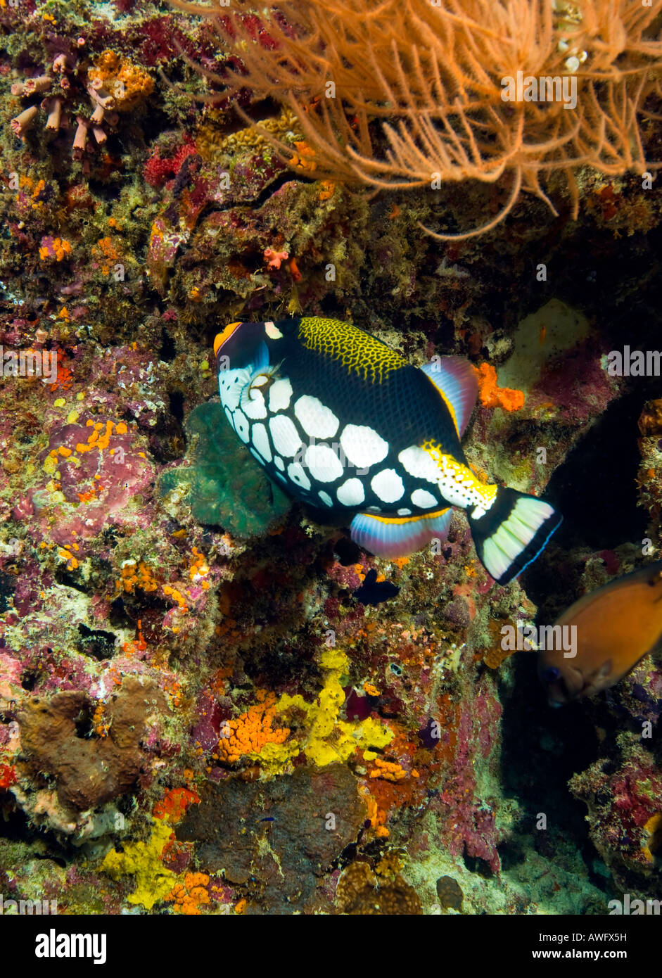 Maaya thila banque de photographies et d images haute r solution alamy