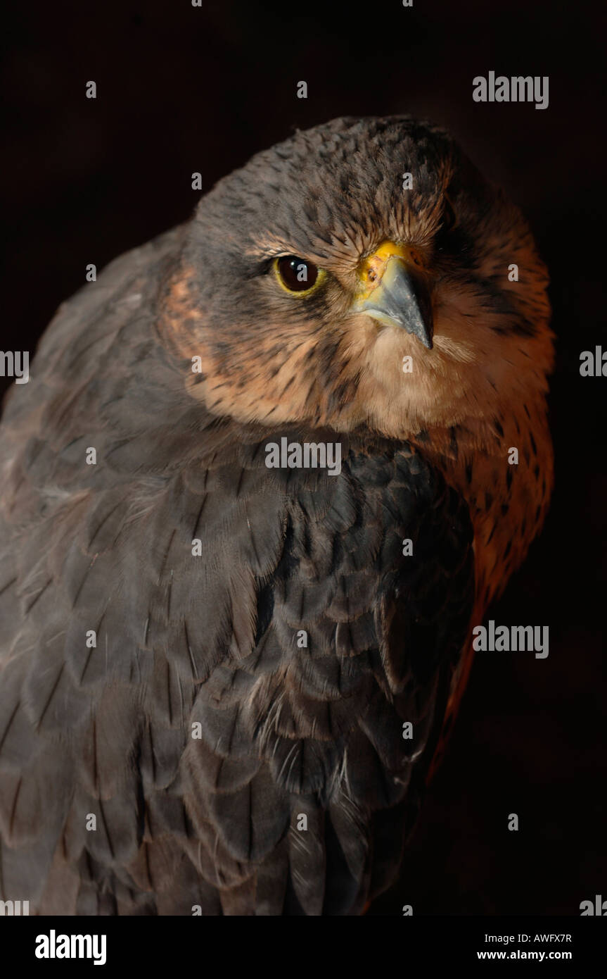 Merlin en captivité. d'oiseau de proie(Falco columbarius) Banque D'Images