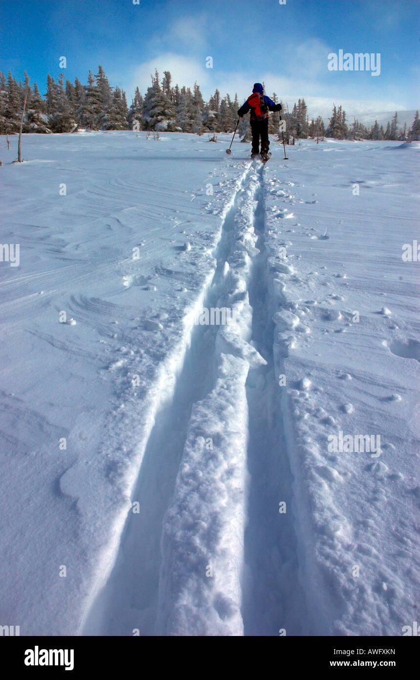 Ski de randonnée à travers la neige fraîche profonde dans le Parc National de la Gaspésie Québec Canada Banque D'Images