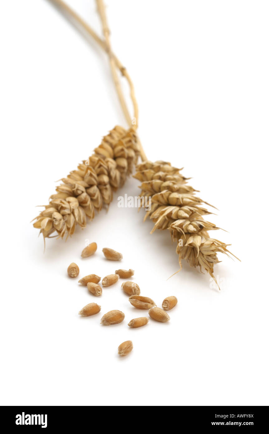 Deux épis de blé avec les grains séparés Banque D'Images