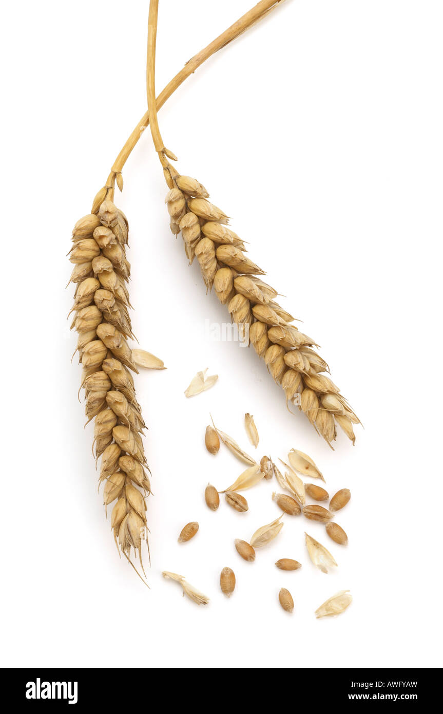 Deux épis de blé avec des grains séparés et la paille Banque D'Images