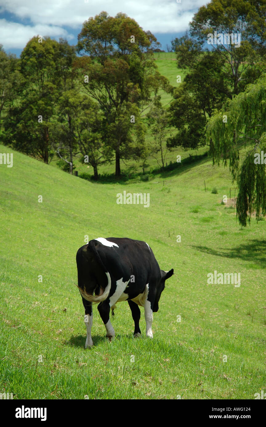 Le pâturage des vaches dans un champ Vallée Bega Banque D'Images