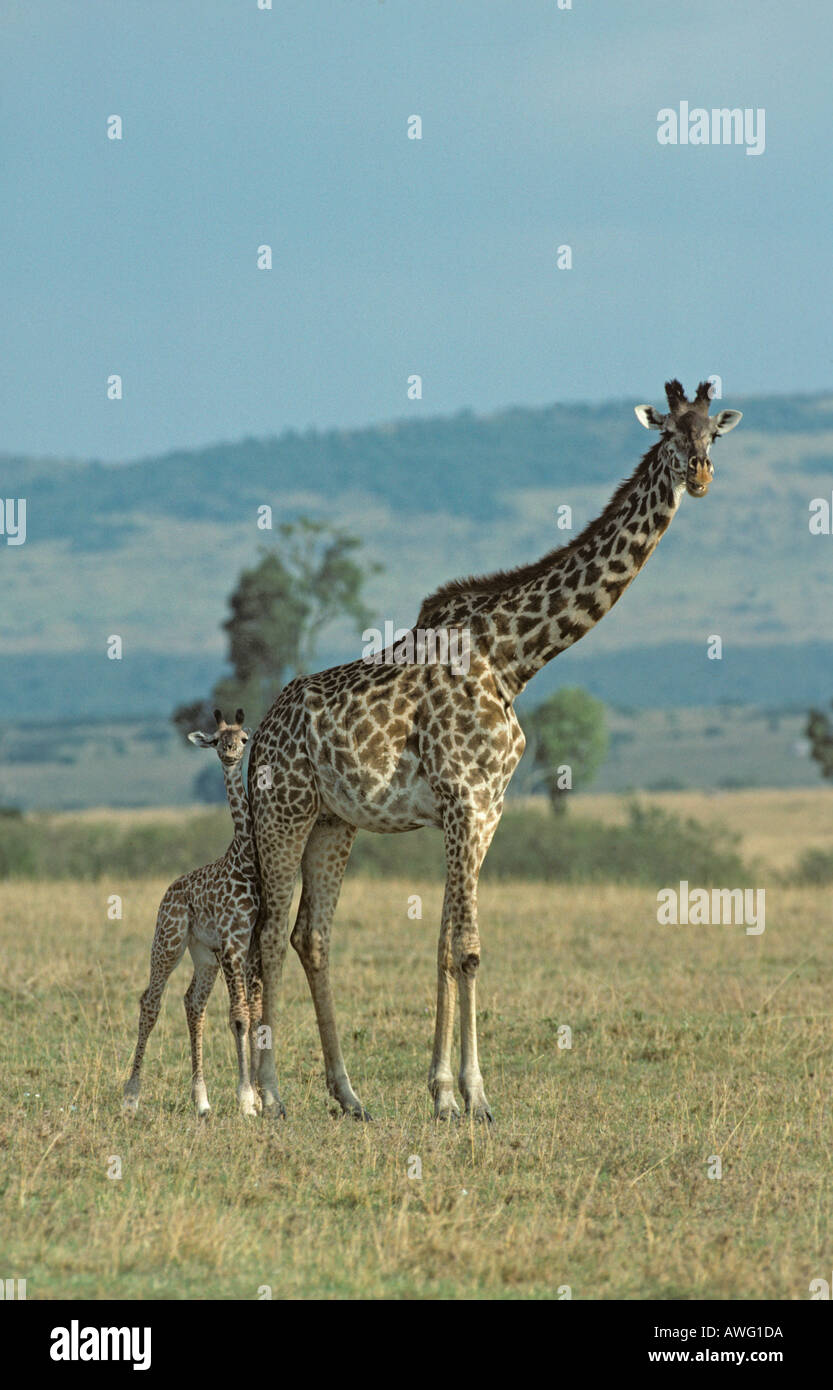 Giraffa camelopardalis girafe et son petit Banque D'Images