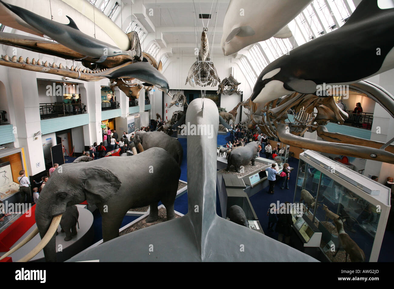 La baleine bleue présentent une attraction populaire auprès des touristes visitant la célèbre histoire naturelle de Londres Angleterre Royaume-uni Banque D'Images