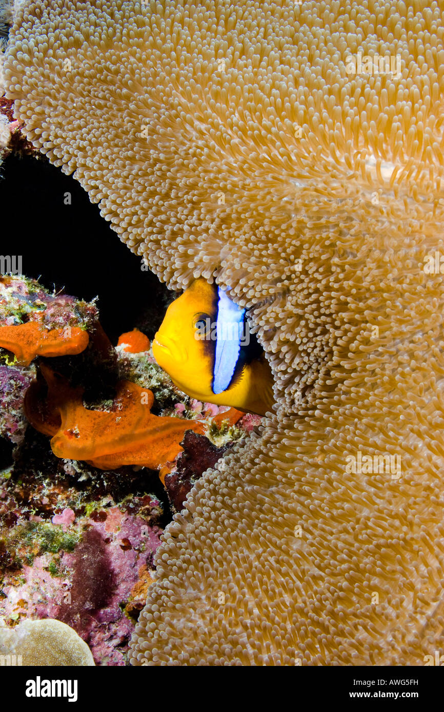 Poisson clown de Clark, Amphiprion clarkii, dans anemone, Yap, Micronésie. Banque D'Images