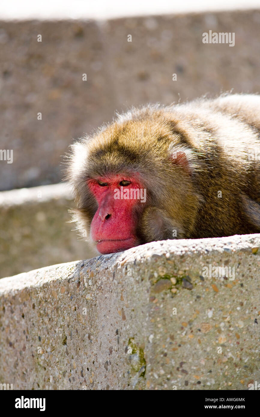 Baboon sur un rocher Banque D'Images
