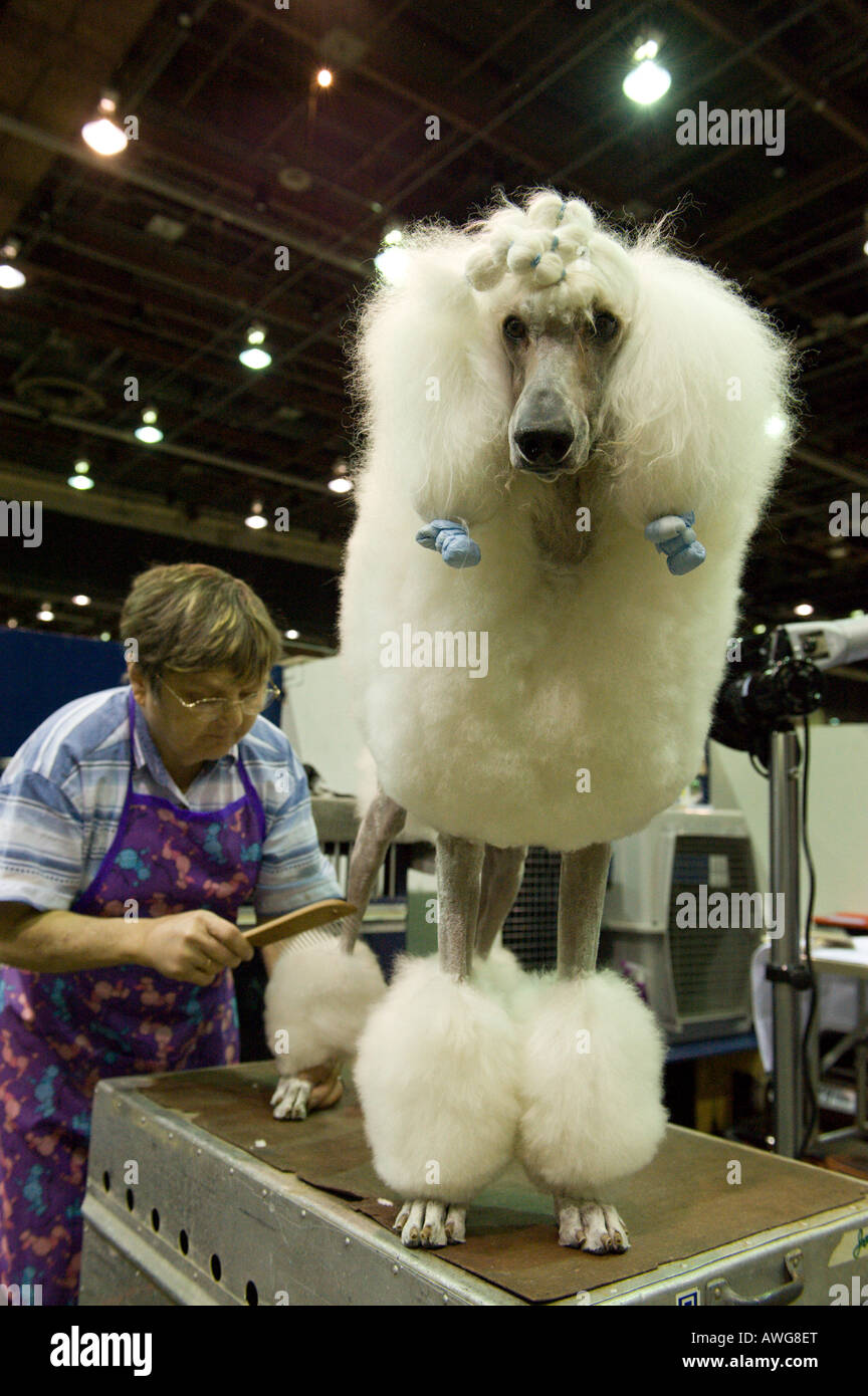 On pistonne caniche standard au Detroit Kennel Club Dog Show de Detroit Michigan USA. Banque D'Images