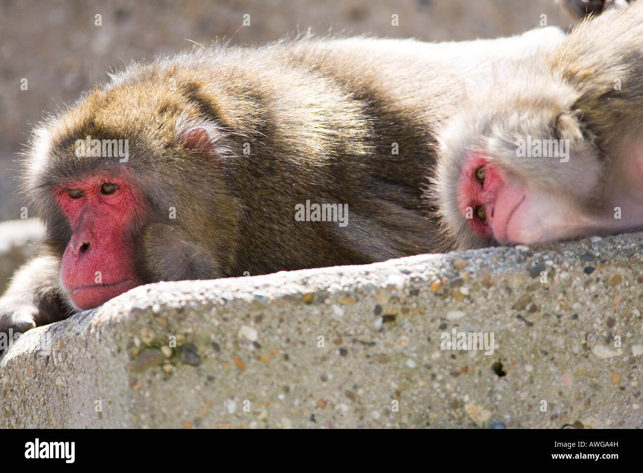 Baboon sur un rocher Banque D'Images