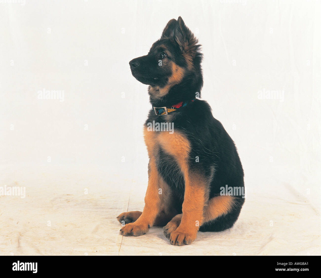 Un berger allemand chiot Banque D'Images