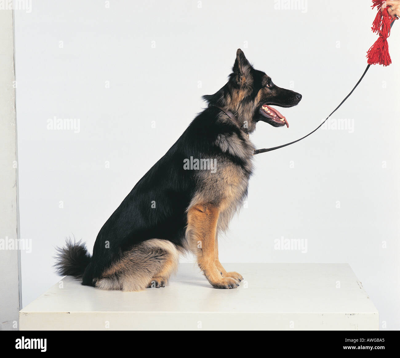 Un berger allemand Banque D'Images