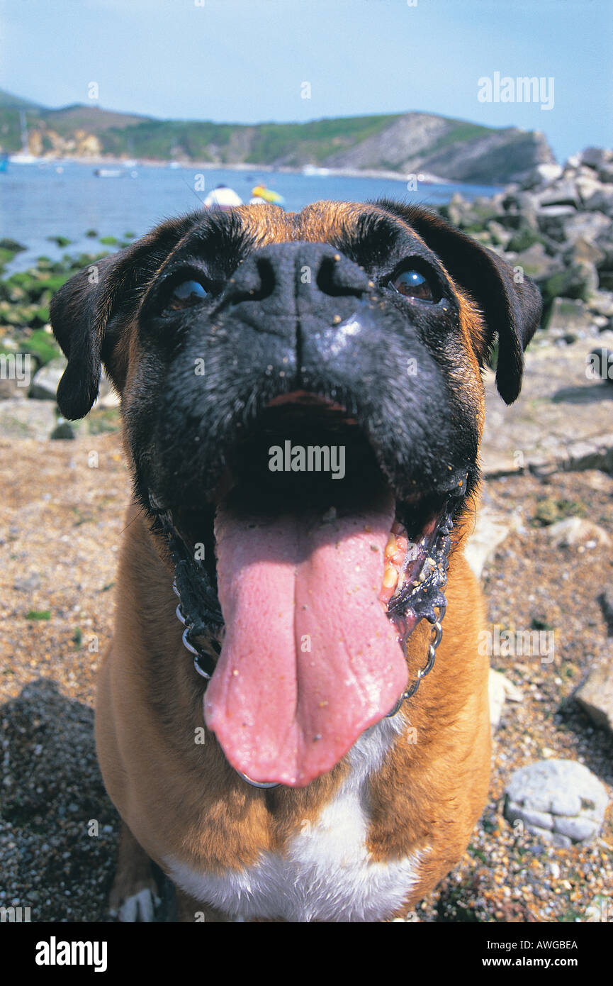 Un boxer chien sur la plage Banque D'Images