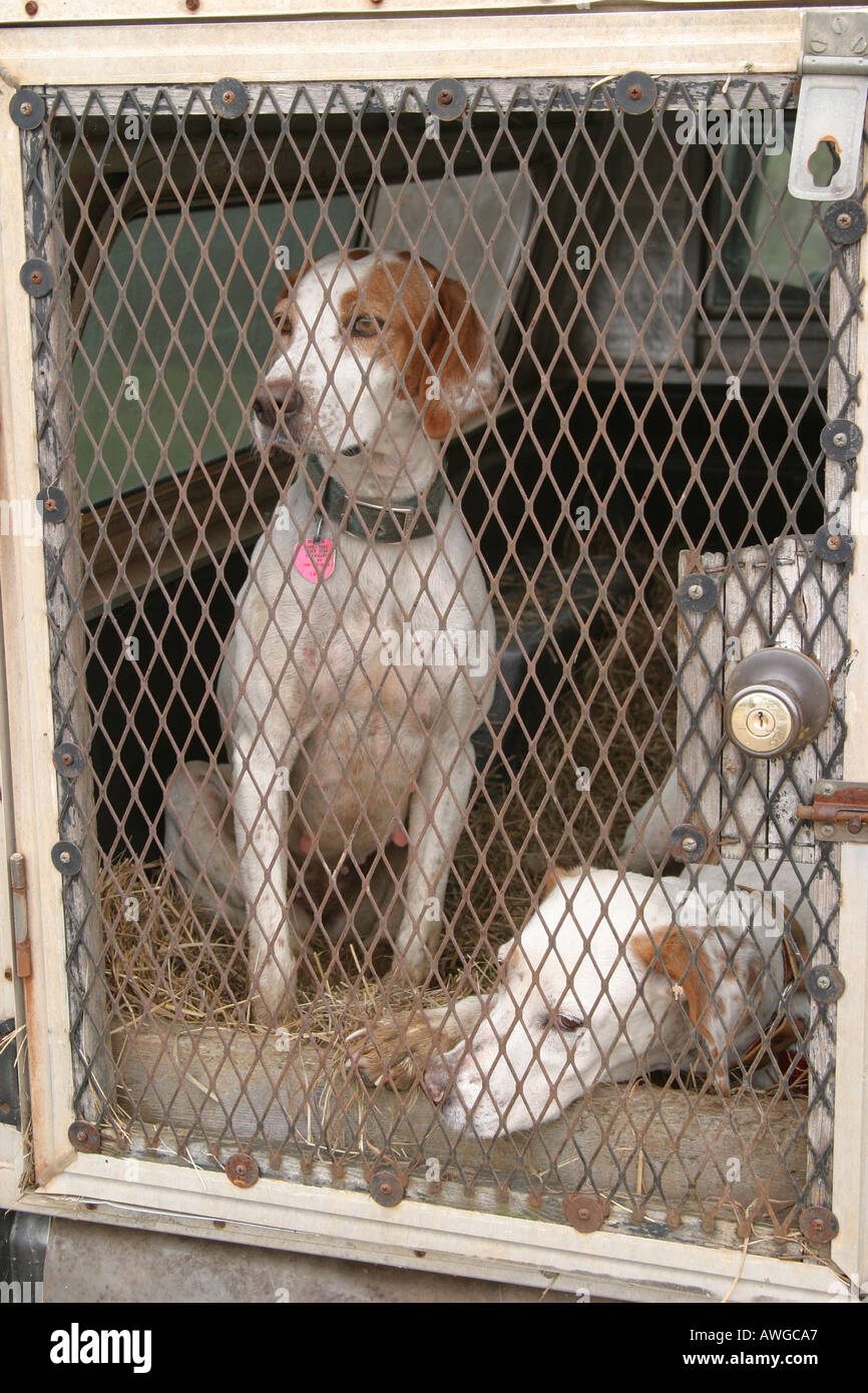 Caille en cage Banque de photographies et d’images à haute résolution