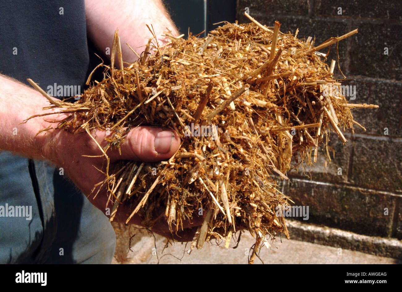 Gros plan de deux mains tenant l'ensilage d'herbe Banque D'Images