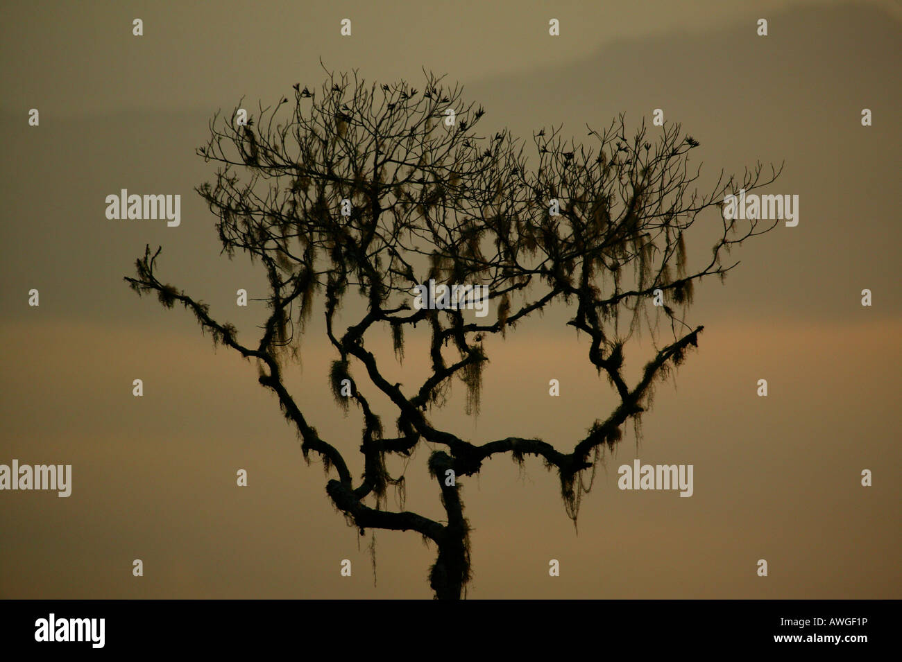 Arbre et paysages brumeux à Cerro Pirre de Darien national park, province de Darién, République du Panama. Banque D'Images