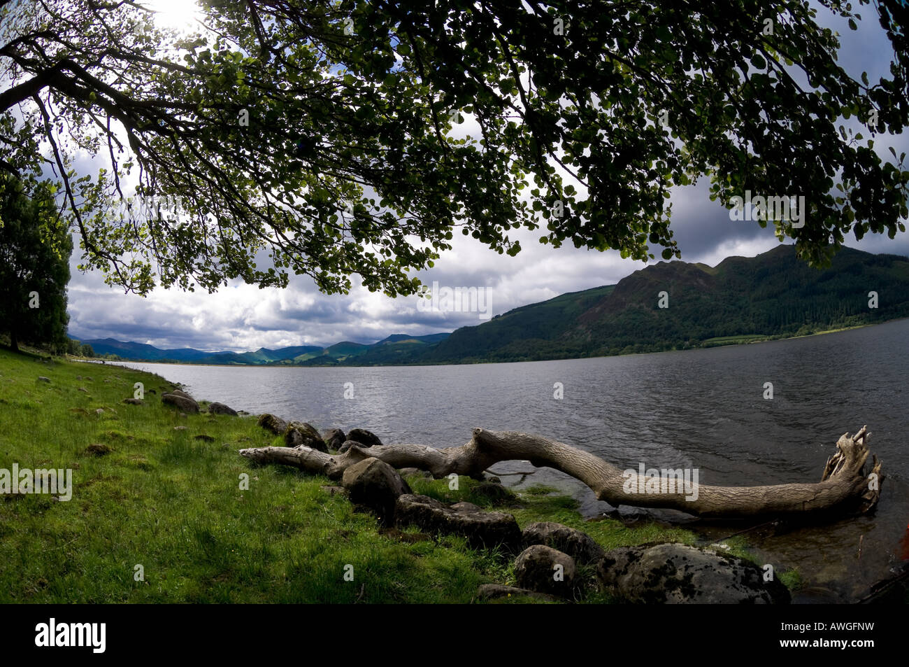 Arbre tombé sur la rive de la baie Church du lac Bassenthwaite, en regardant vers les coquillages sur le côté ouest du lac. ROYAUME-UNI Banque D'Images