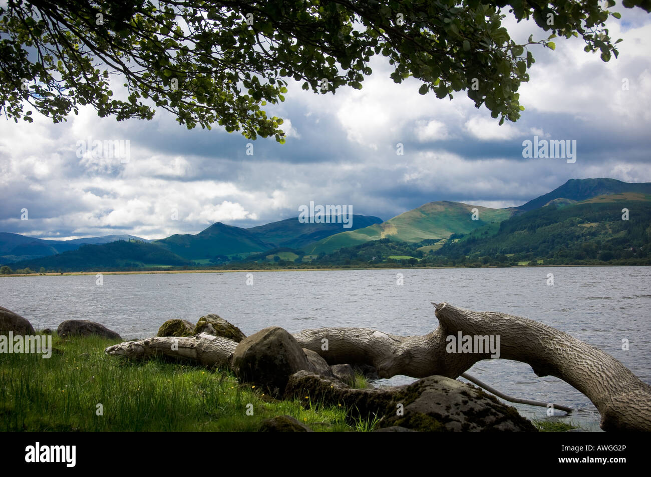 Arbre tombé sur la rive de la baie Church du lac Bassenthwaite, en regardant vers les coquillages sur le côté ouest du lac. ROYAUME-UNI Banque D'Images