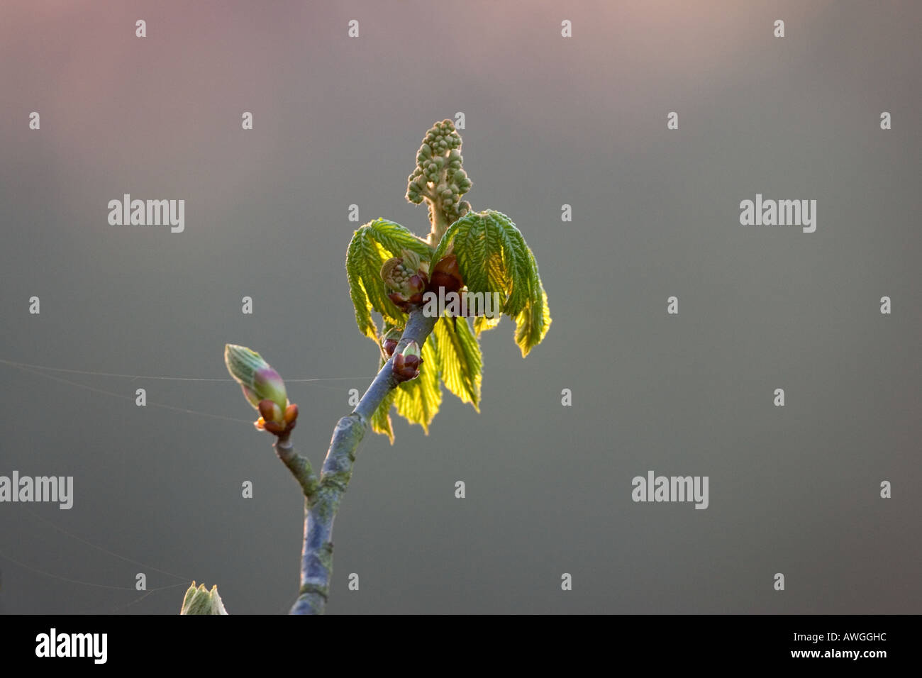 Le Marronnier Aesculus hippocastanum close up des bourgeons des feuilles casser près de Hampshire Angleterre Avon Banque D'Images