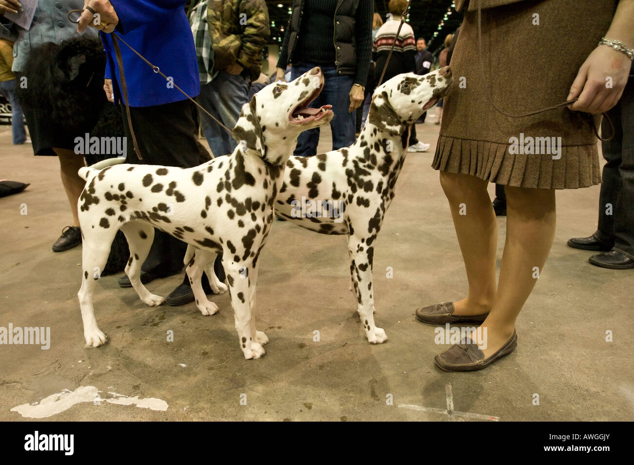 Deux dalmatiens au Detroit 2008 Kennel Club Dog Show de Detroit Michigan USA. Banque D'Images