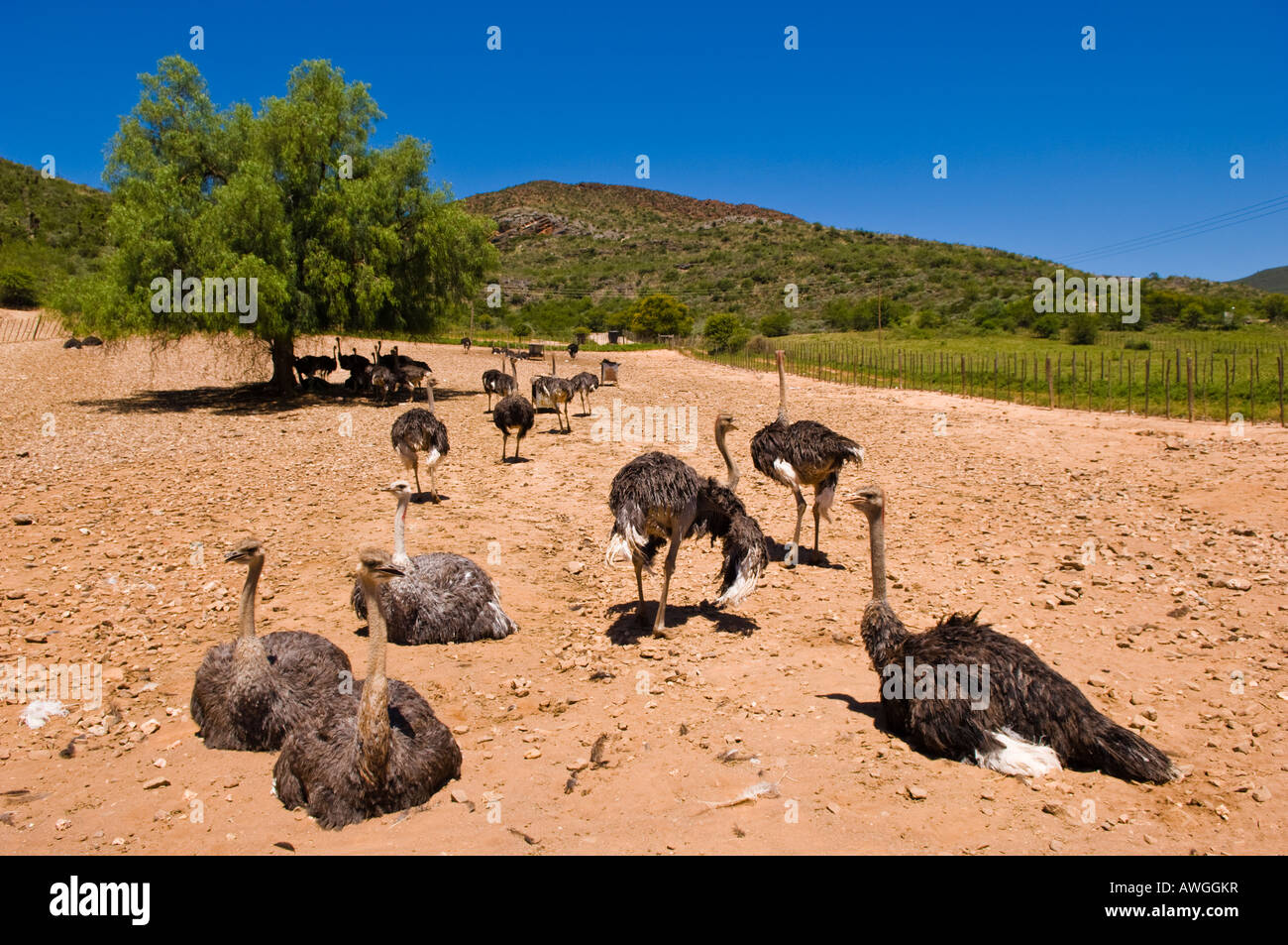 Autruche ferme Klein Karoo. L'Afrique du Sud. Banque D'Images