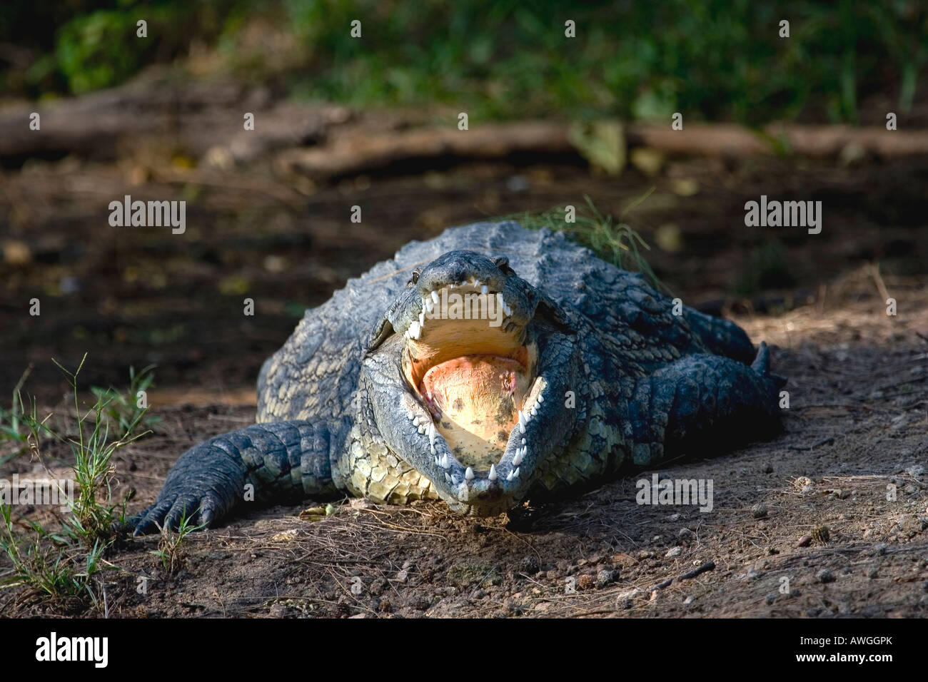 CROCDYLUS NILOTICUS crocodiles du Nil Banque D'Images