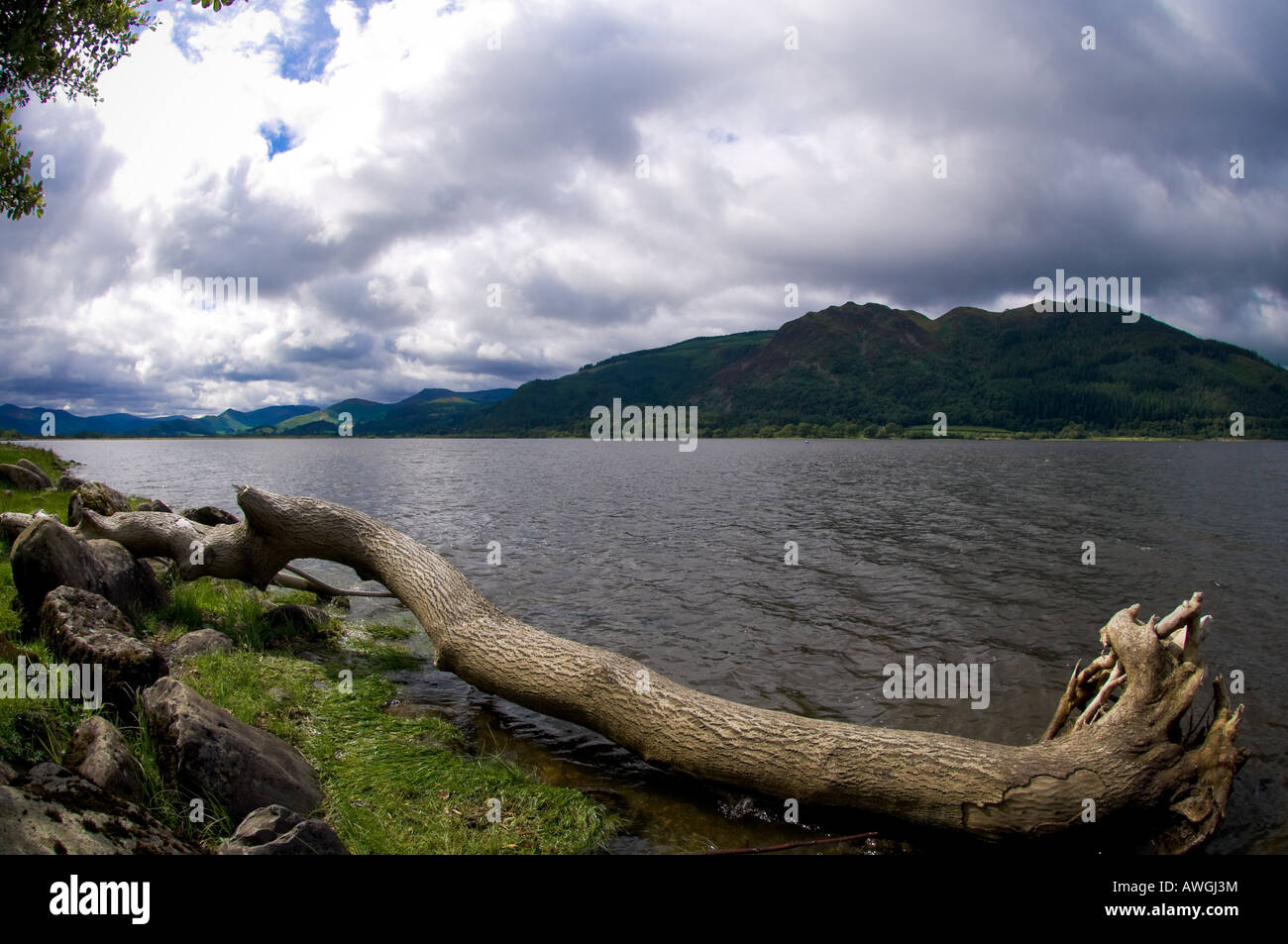 Arbre tombé sur la rive de la baie Church du lac Bassenthwaite, en regardant vers les coquillages sur le côté ouest du lac. ROYAUME-UNI Banque D'Images