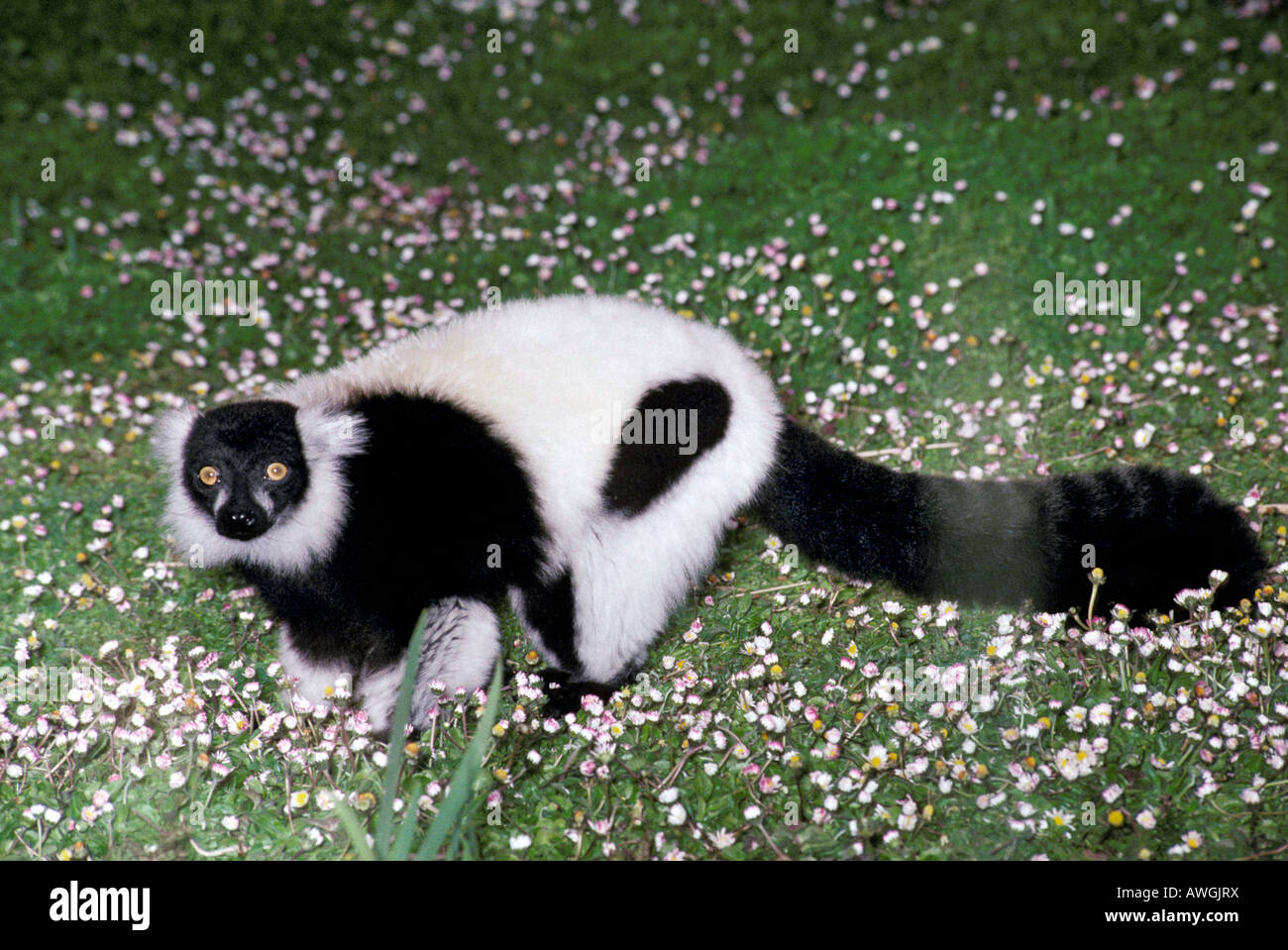 La Gélinotte en noir et blanc Le Varecia variegata variegata Schwarz Lemur Vari weisser Madagascar Le mur côté variegatus Le Varecia variegat Banque D'Images