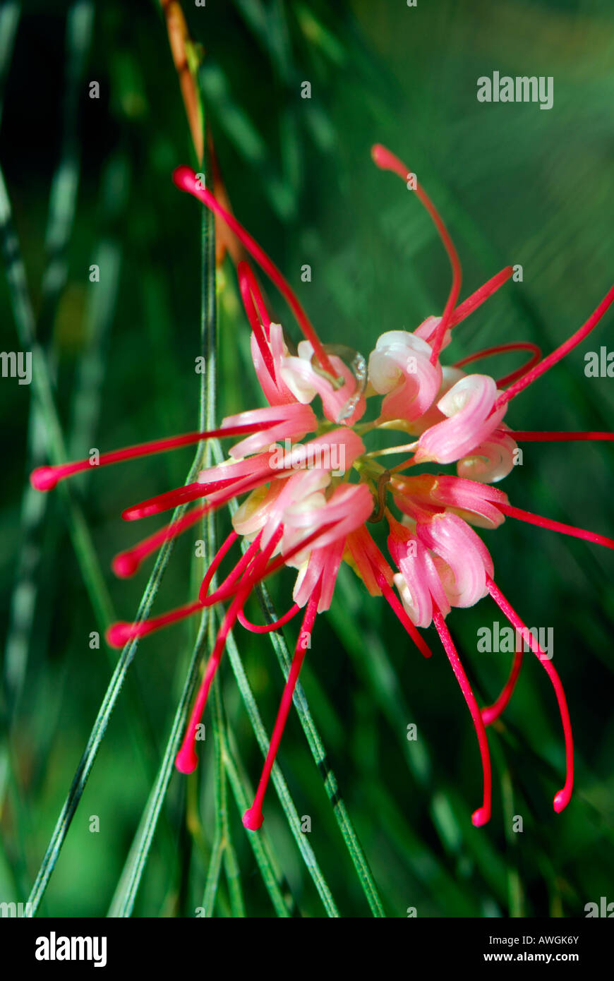 Close-up of flowers de Grevillea Johnsonii arbustes, qui est originaire de l'Australie Banque D'Images