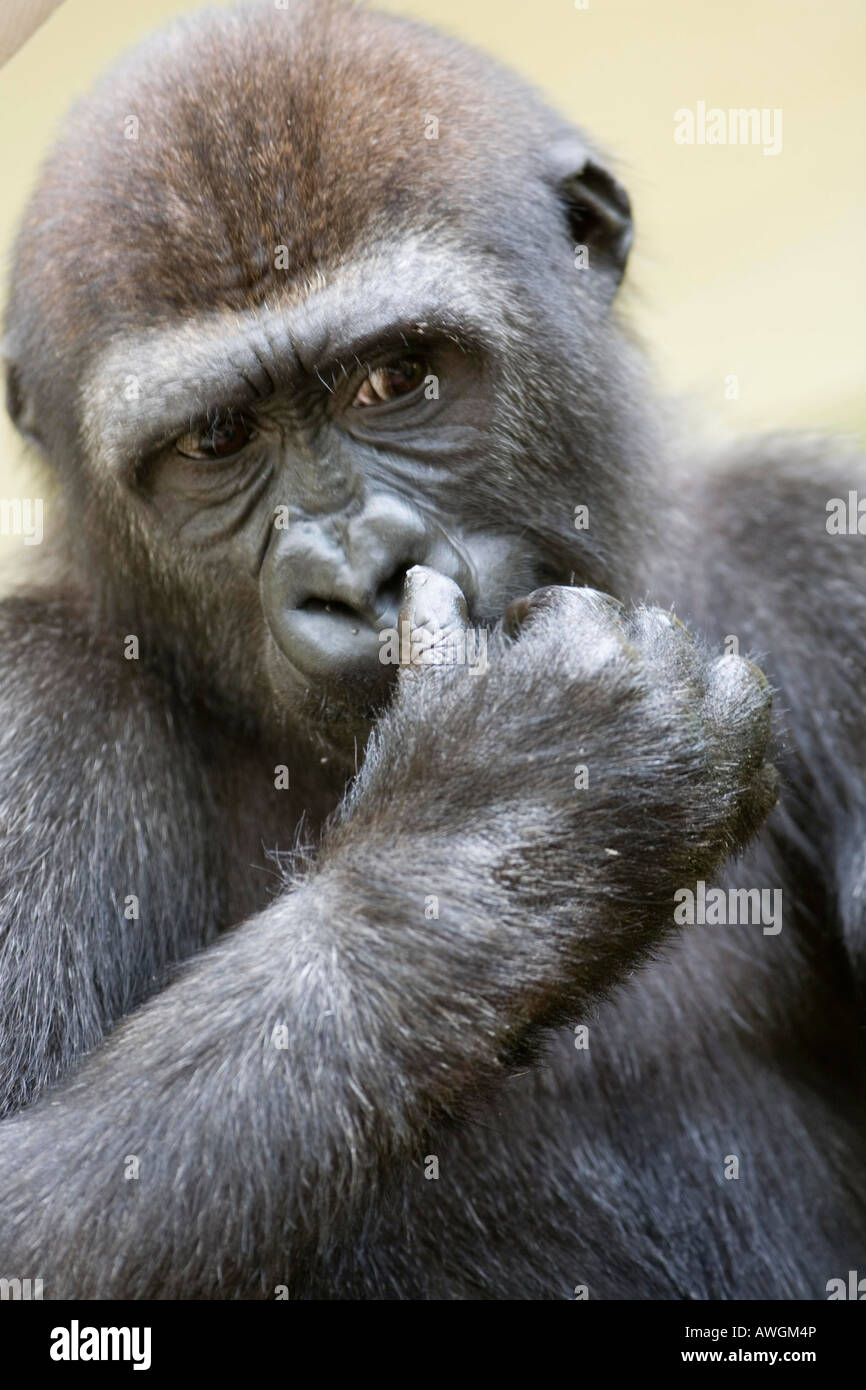 Gorille est de penser à Banque D'Images