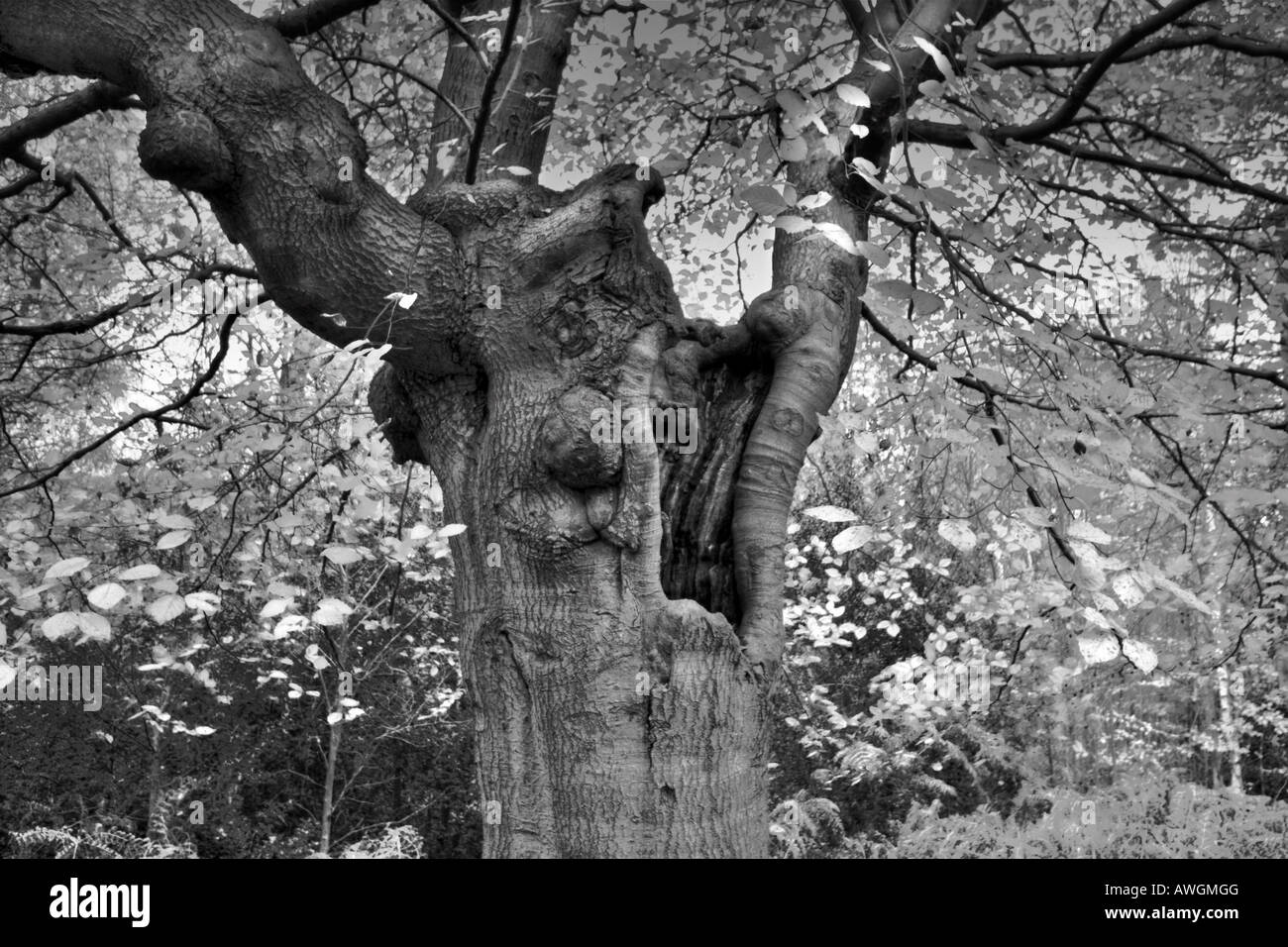 Vieux hêtre taillis à Burnham beeches, Buckinghamshire angleterre fagus sylvatica. Banque D'Images
