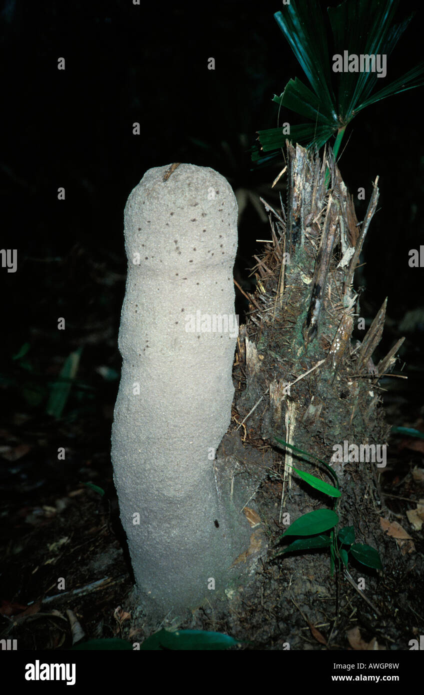 Un Termitiéres en forme de phallus sumatra Banque D'Images