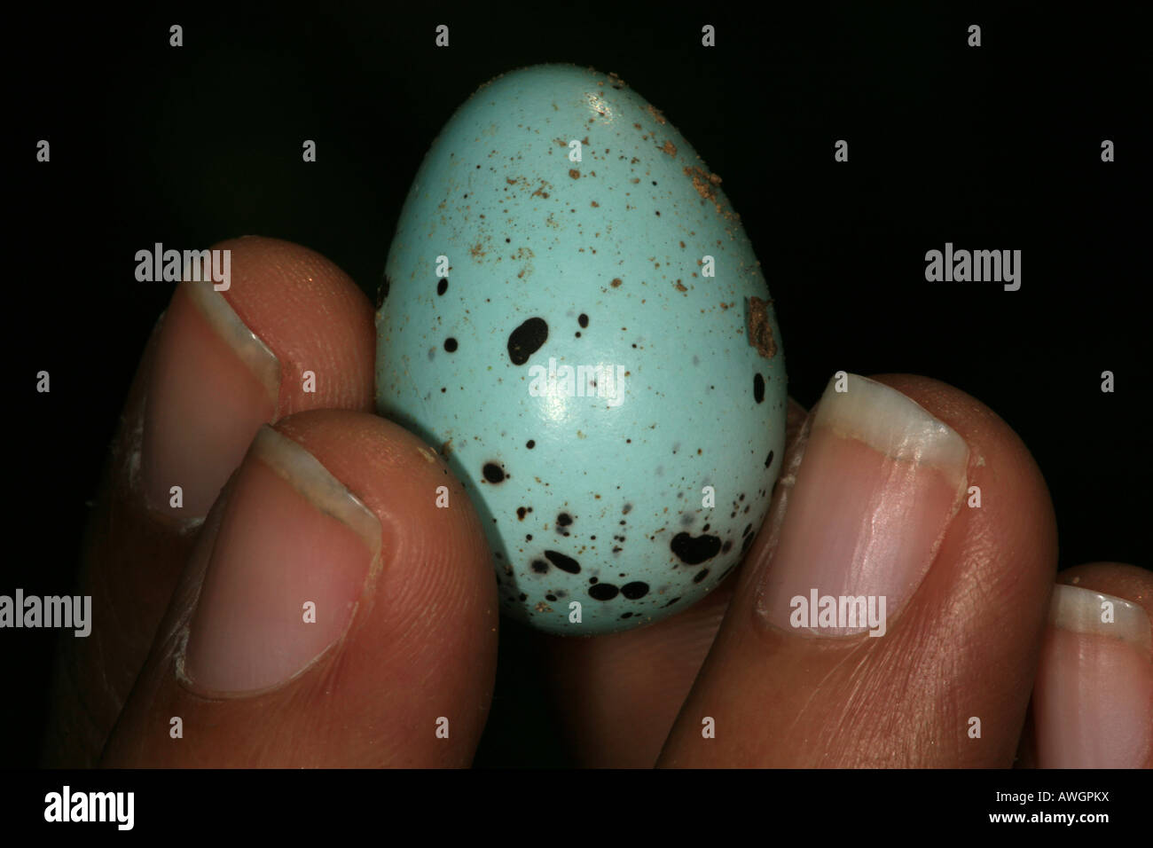 Un œuf d'oiseau, probablement du bleu-gris tangara écarlate, près de Cana field station, Darien national park, province de Darién, République du Panama. Banque D'Images