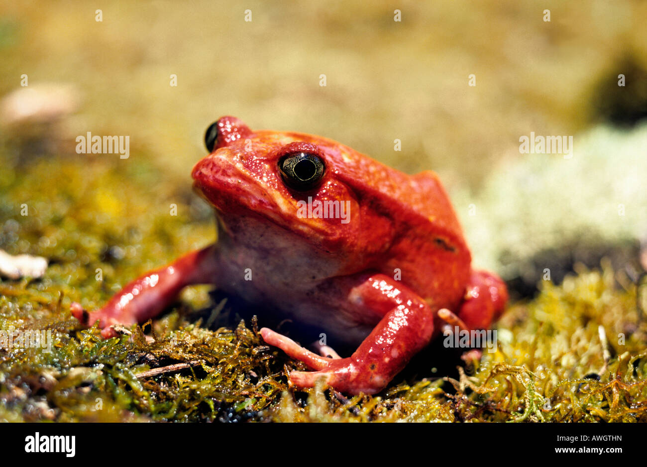 Crapaud Grenouille Tomate Tomate Perinet Dyscophus antongilii Madagascar Afrique adultes animal animaux amphibiens grenouilles grenouille l'horizontale Banque D'Images