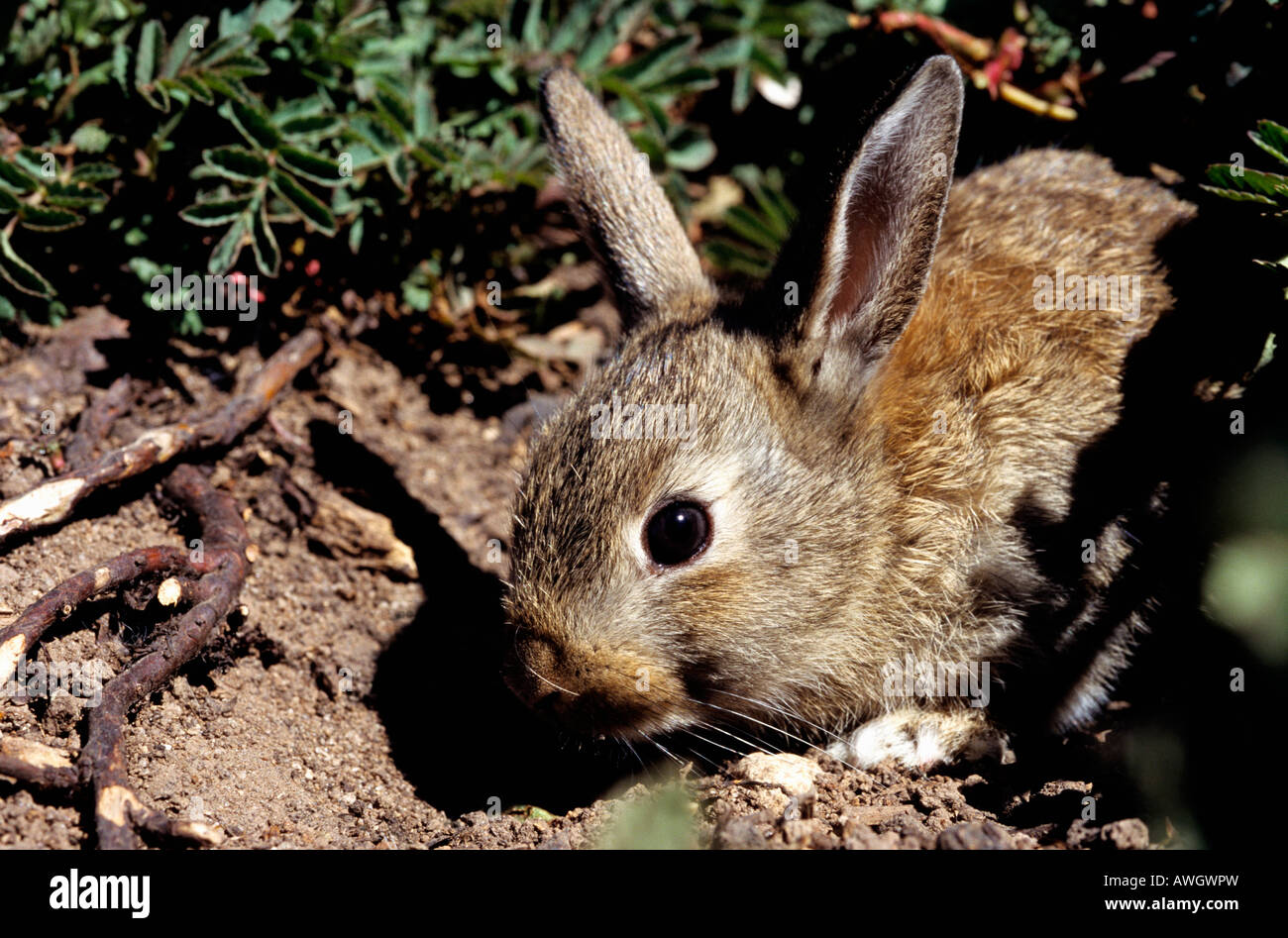 Lapin de garenne Oryctolagus cuniculus Lapin Wildkaninchen animaux sauvages Australie Amérique lapins bunny Europa Europe Hasena Banque D'Images