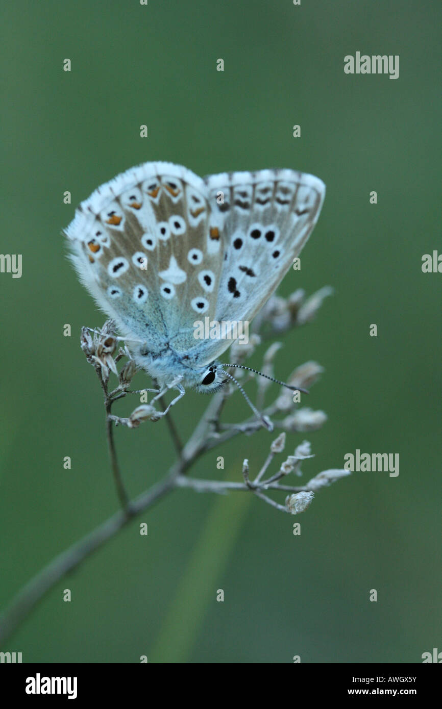 Blue Chalk Hill ou Polyommatus lysander meleageria corydon réglée le dillseed avec marquage d'ailes claires Banque D'Images