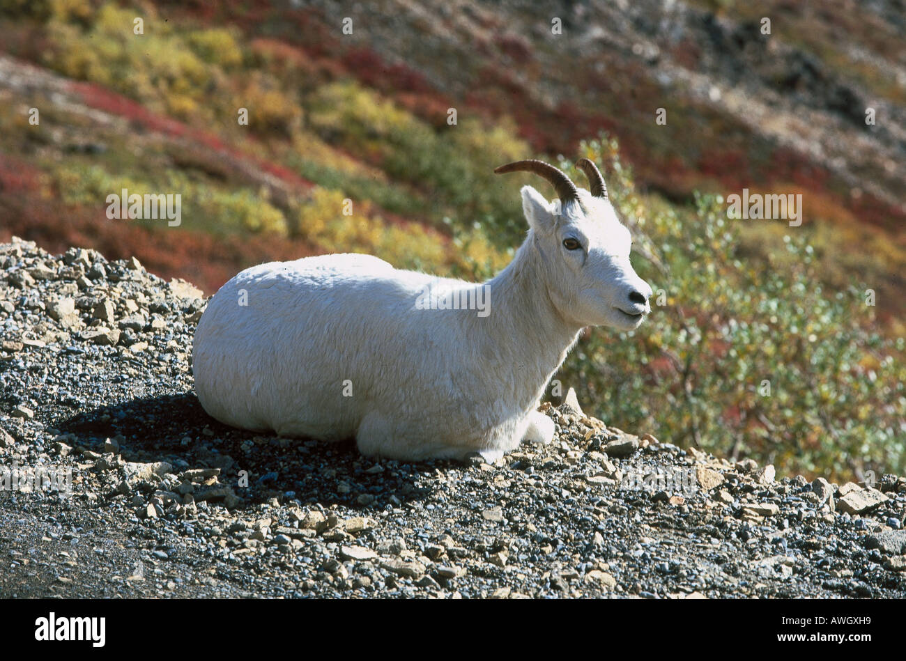 USA, Alaska, Denali National Park, la chèvre de montagne (Oreamnos americanus) assis sur pente rocheuse Banque D'Images