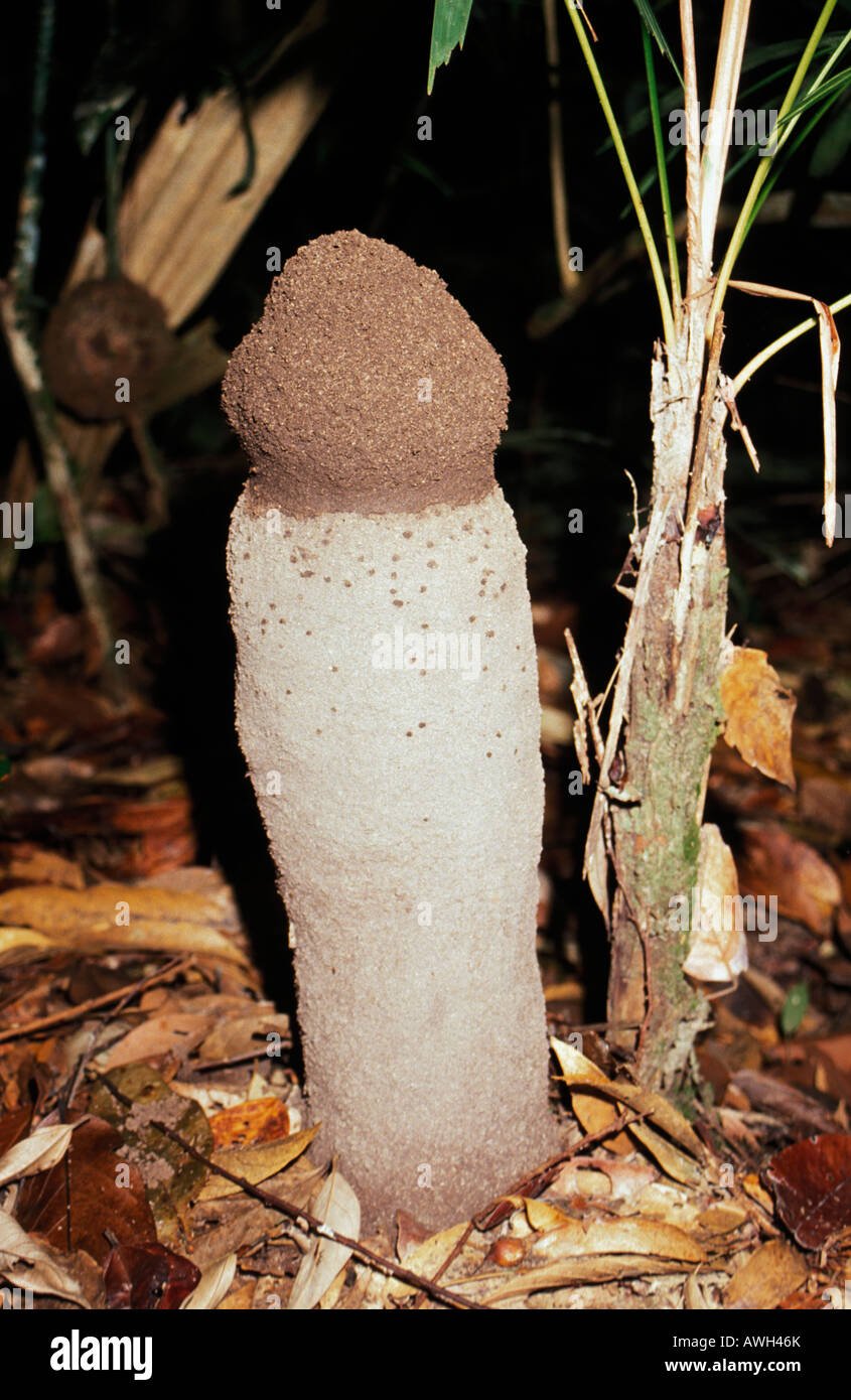 Un Termitiéres en forme de phallus sumatra Banque D'Images