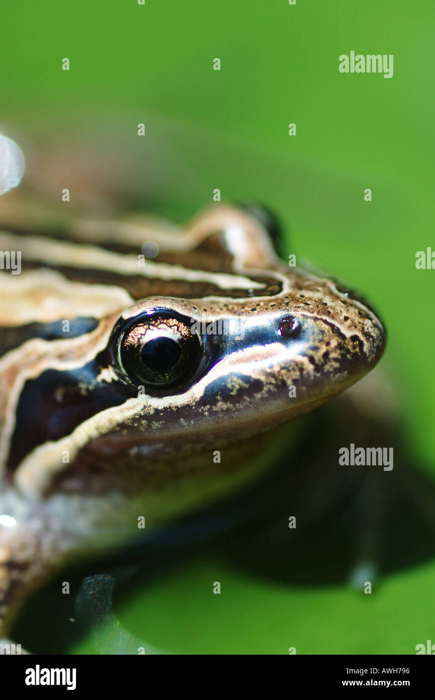 Limnodynastes peronii rayé Grenouille des marais du Sud-Est du Queensland Australie dsc 8308 Banque D'Images