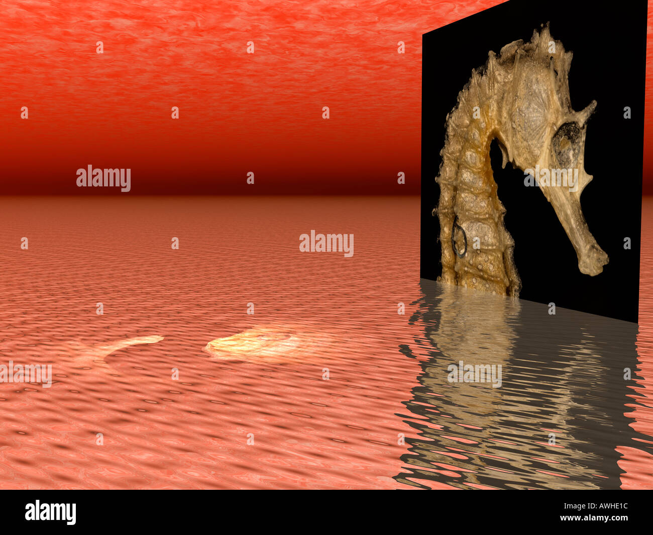 Représentation graphique d'un hippocampe (Hippocampus) Banque D'Images